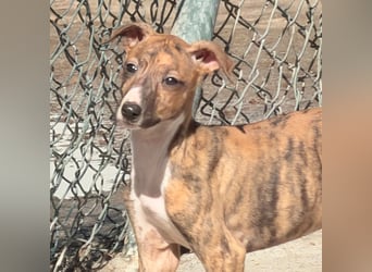 River, ein kleiner Sonnenschein sucht Geborgenheit