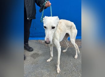 Bella, eine wunderschöne Galgo Prinzessin