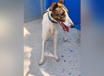 Valentina - junge Galgo-Hündin sucht ihr Zuhause