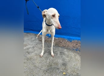 Frambuesa, Still, sensibel, voller Liebe