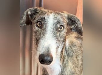 Lucas – einen traumhaften gestromten Rauhaargalgo mit Bernsteinaugen