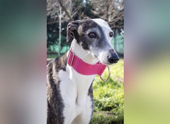 Oreo, eine wunderschöne soziale Galga