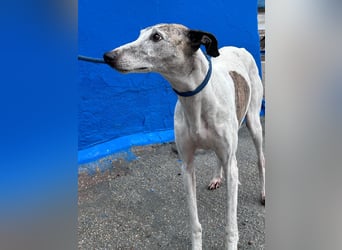 Penelope, zarte Langnase sucht ein sicheres Zuhause