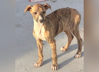 River, ein kleiner Sonnenschein sucht Geborgenheit