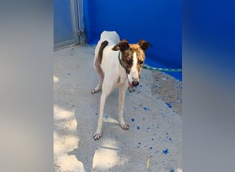 Valentina - junge Galgo-Hündin sucht ihr Zuhause