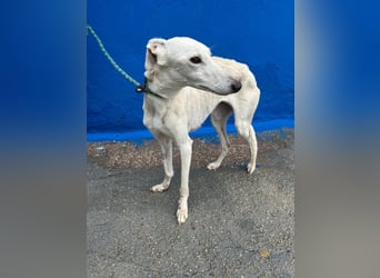 Bella, eine wunderschöne Galgo Prinzessin