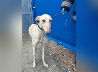 Frambuesa, Still, sensibel, voller Liebe