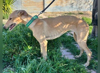 Goma - zarte junge Langnase sucht ihr Für-immer-Zuhause