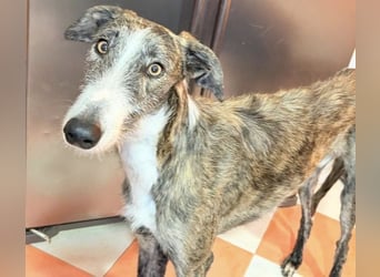Lucas – einen traumhaften gestromten Rauhaargalgo mit Bernsteinaugen