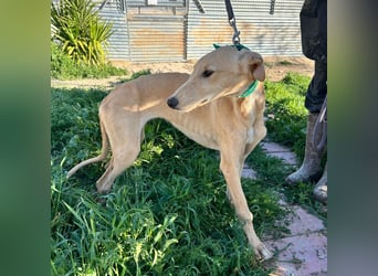 Goma - zarte junge Langnase sucht ihr Für-immer-Zuhause