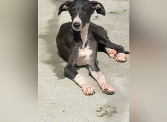 Danny,  eine fröhliche kleine Langnase auf der Suche nach seinem Herzenplatz