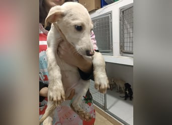 Navidad, ist bereit die Welt zu entdecken