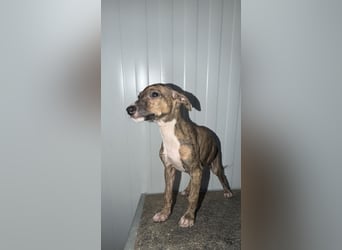 Pearl, gestromte Zuckerschnute sucht Zuhause