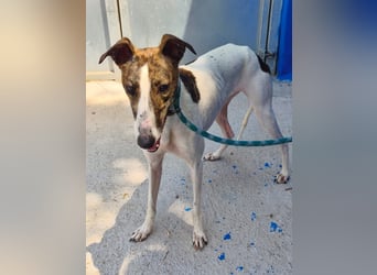 Valentina - junge Galgo-Hündin sucht ihr Zuhause
