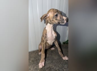 Pearl, gestromte Zuckerschnute sucht Zuhause