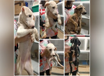 Estrella, zartes Galgokind sucht Zuhause
