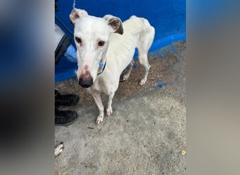 Cereza, Eleganz mit verletztem Herzen