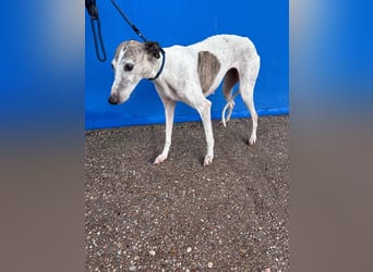 Penelope, zarte Langnase sucht ein sicheres Zuhause