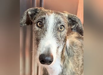 Lucas, Rauhaargalgo mit zartem Wesen