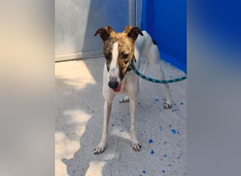Valentina - junge Galgo-Hündin sucht ihr Zuhause