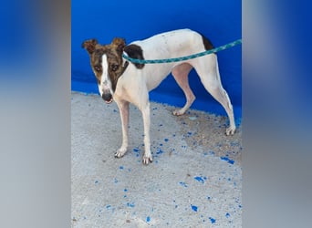 Valentina - junge Galgo-Hündin sucht ihr Zuhause