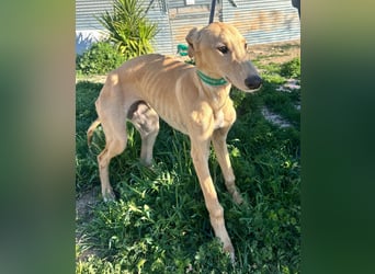 Goma - zarte junge Langnase sucht ihr Für-immer-Zuhause