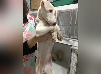 Bola, sanftes Galgokind sucht Glück