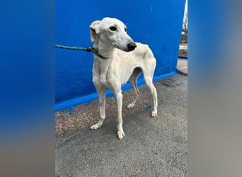 Bella, eine wunderschöne Galgo Prinzessin