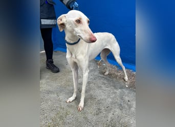 Frambuesa, Still, sensibel, voller Liebe