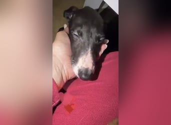 Danny, kleiner Galgo Bub sucht seine Herzensmenschen