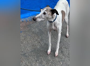 Penelope, zarte Langnase sucht ein sicheres Zuhause