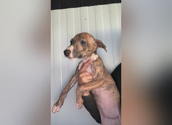 Pearl, gestromte Zuckerschnute sucht Zuhause