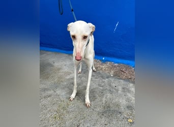 Frambuesa, Still, sensibel, voller Liebe