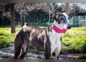 Oreo, eine wunderschöne soziale Galga