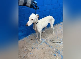 Cereza, Eleganz mit verletztem Herzen