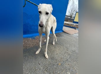 Bella, eine wunderschöne Galgo Prinzessin