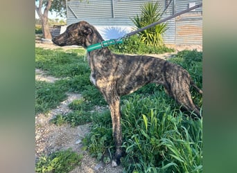 Boli -Junger gestromter Schönling sucht Geborgenheit, Nähe und Abenteuer