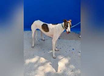 Valentina - junge Galgo-Hündin sucht ihr Zuhause