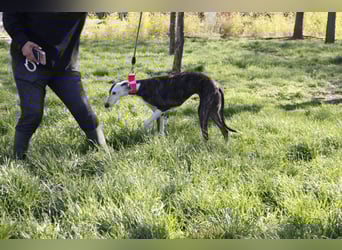 Oreo, eine wunderschöne soziale Galga