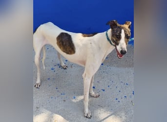 Valentina - junge Galgo-Hündin sucht ihr Zuhause