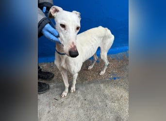 Cereza, Eleganz mit verletztem Herzen