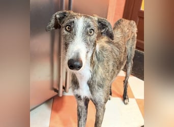 Lucas – einen traumhaften gestromten Rauhaargalgo mit Bernsteinaugen