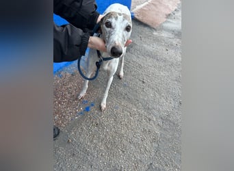 Penelope, zarte Langnase sucht ein sicheres Zuhause