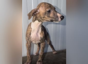 Pearl, gestromte Zuckerschnute sucht Zuhause