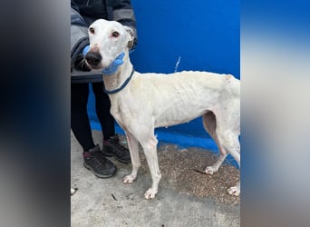 Cereza, Eleganz mit verletztem Herzen