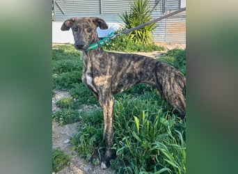 Boli -Junger gestromter Schönling sucht Geborgenheit, Nähe und Abenteuer