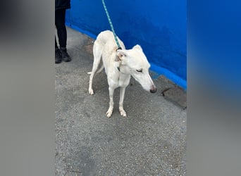 Bella, eine wunderschöne Galgo Prinzessin