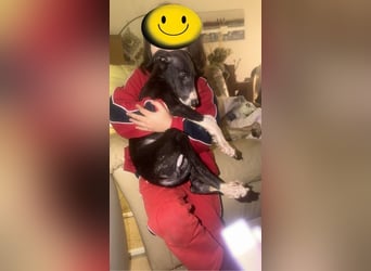 Danny, kleiner Galgo Bub sucht seine Herzensmenschen