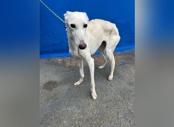 Bella, eine wunderschöne Galgo Prinzessin