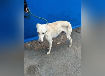 Bella, eine wunderschöne Galgo Prinzessin